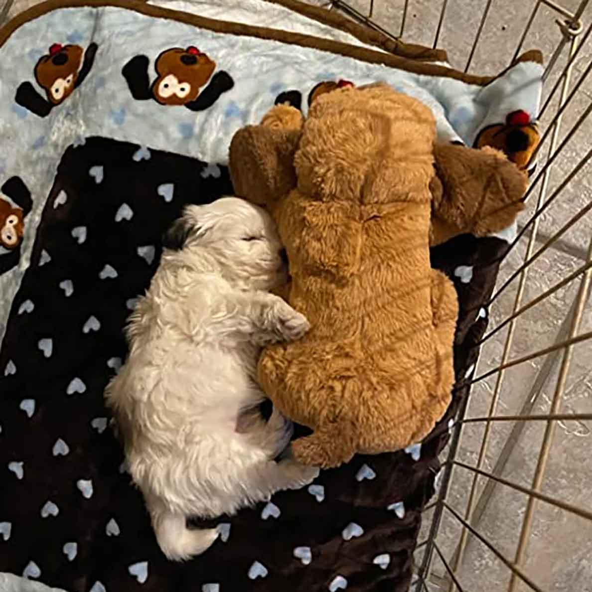 Snuggle Puppy® New Puppy Starter Kit - Image 4