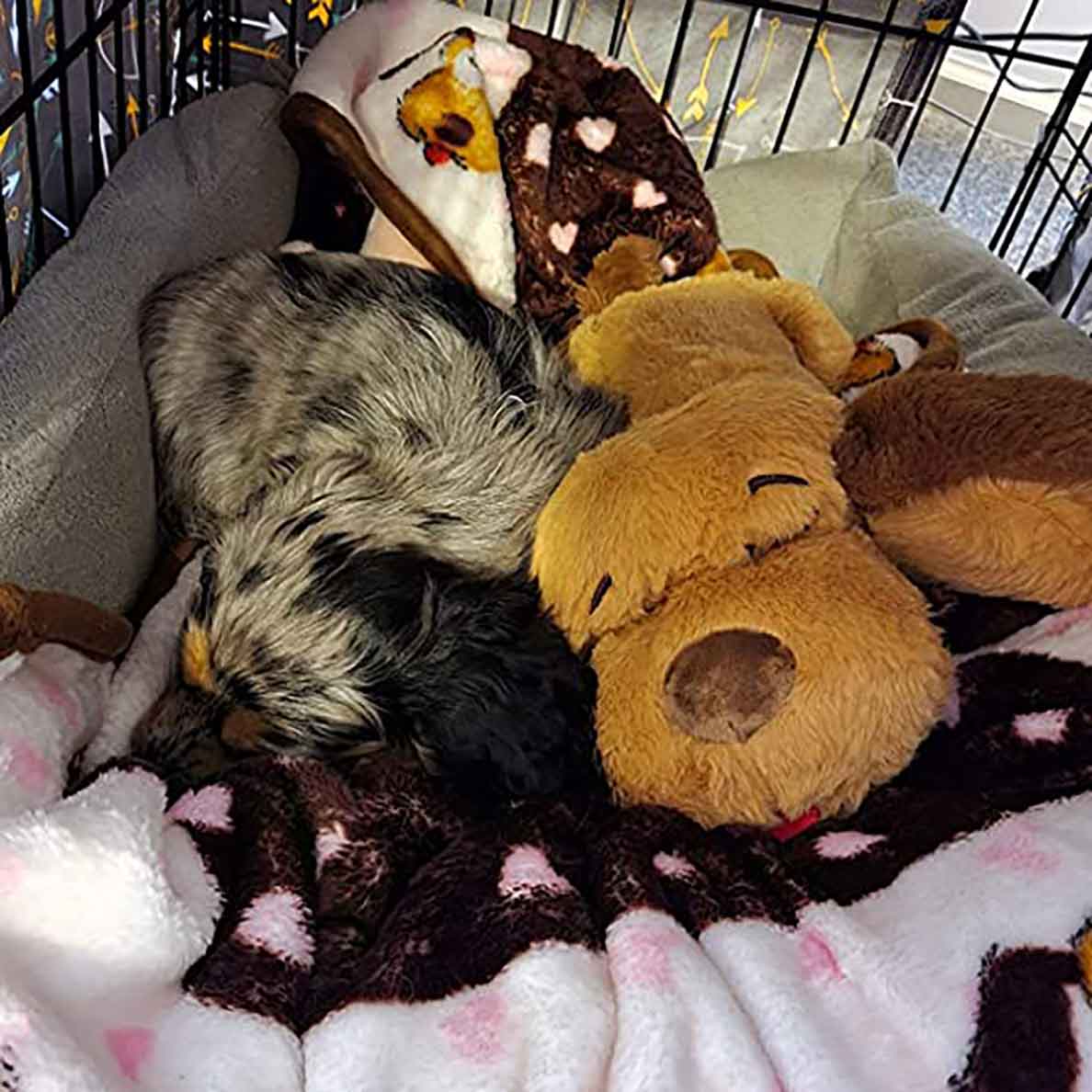 Snuggle Puppy® New Puppy Starter Kit - Image 6