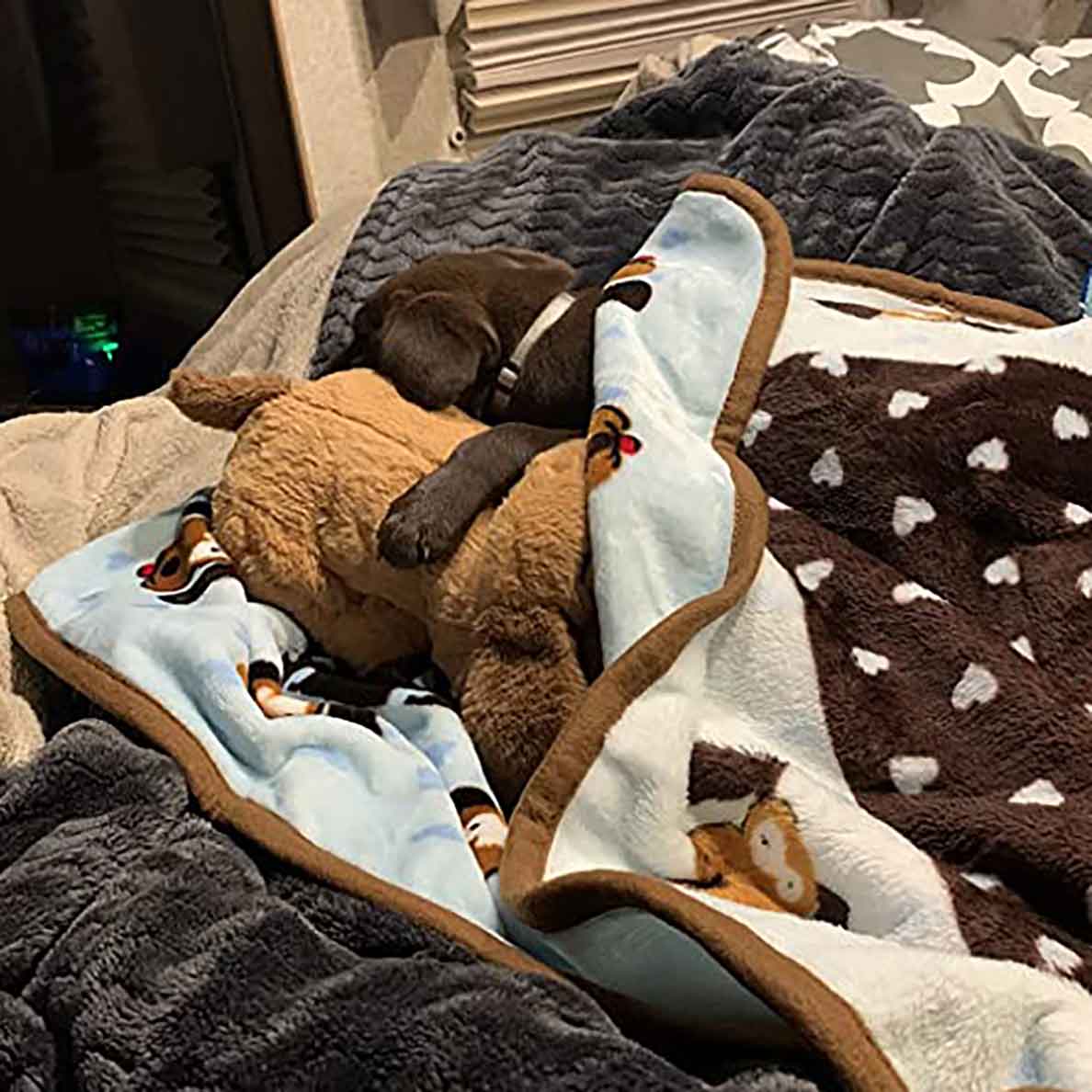 Snuggle Puppy® New Puppy Starter Kit - Image 8