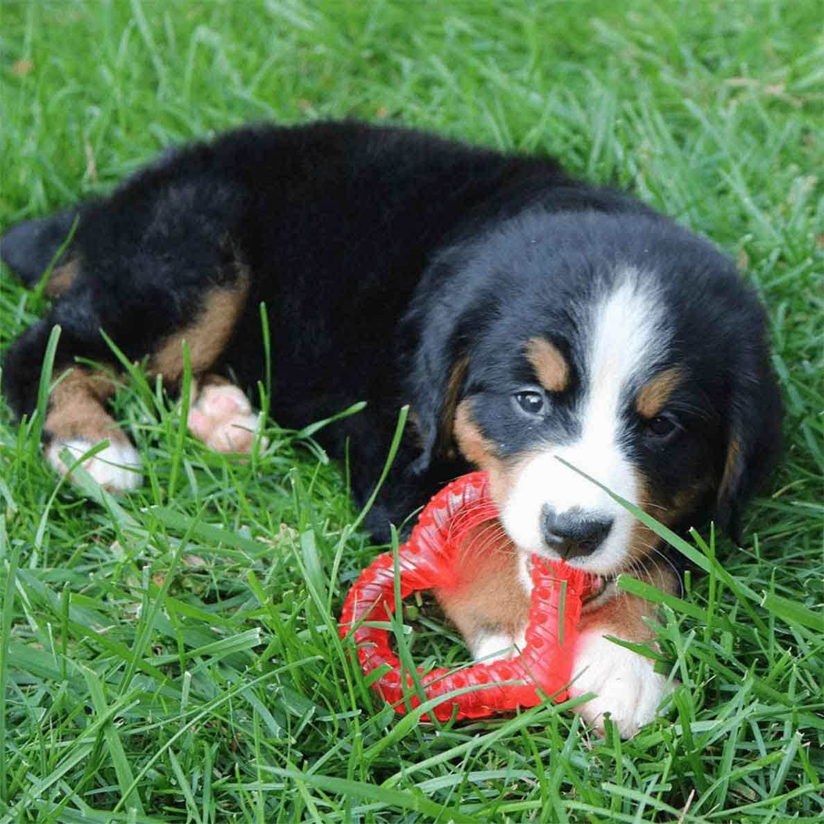 Puppy Teething Aid - Image 5