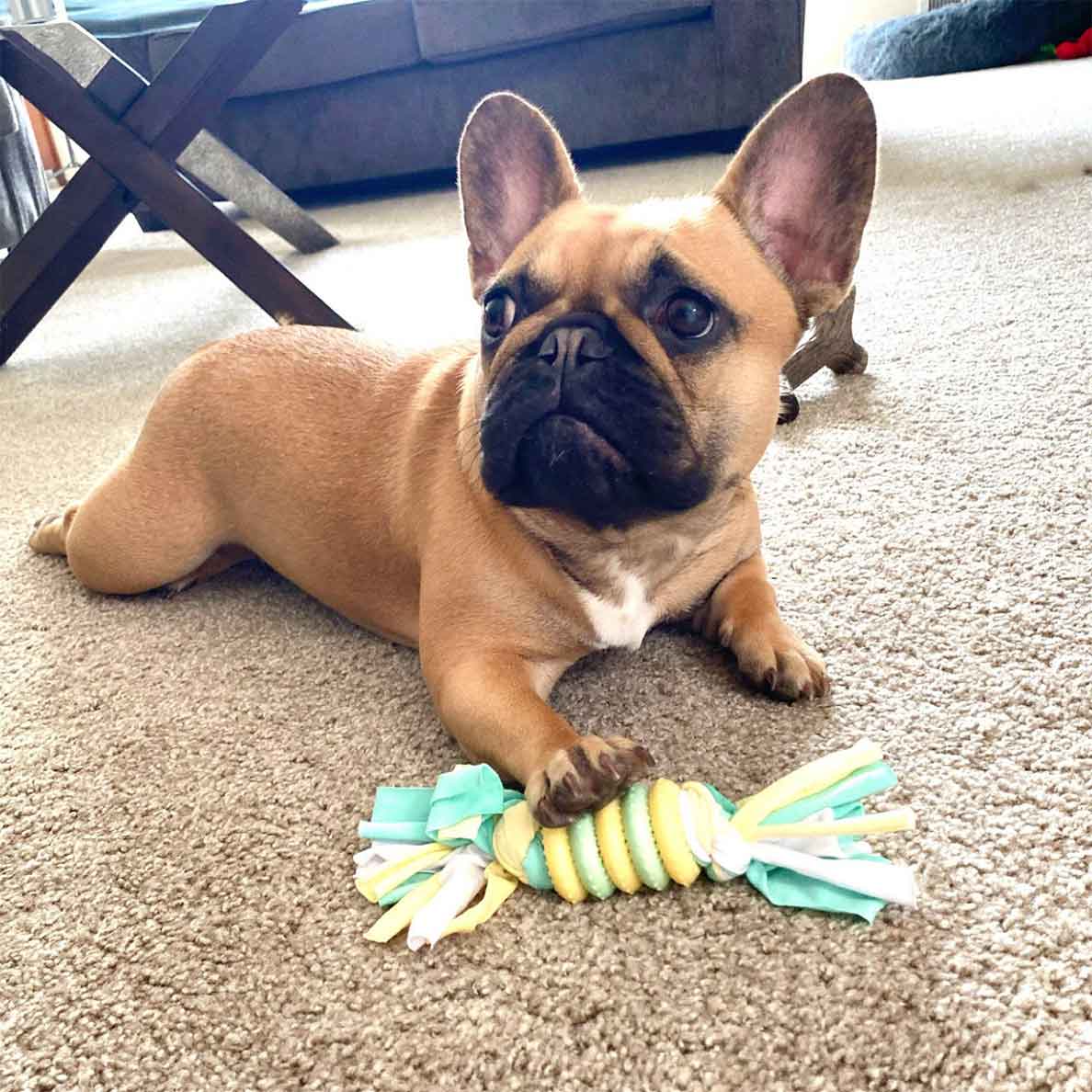 Puppy Ring Toy - Image 8