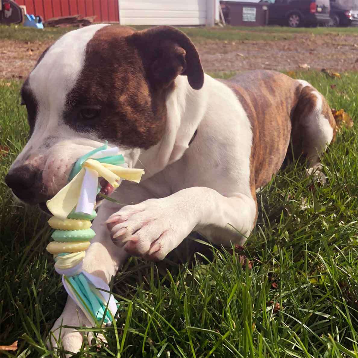 Puppy Ring Toy - Image 9