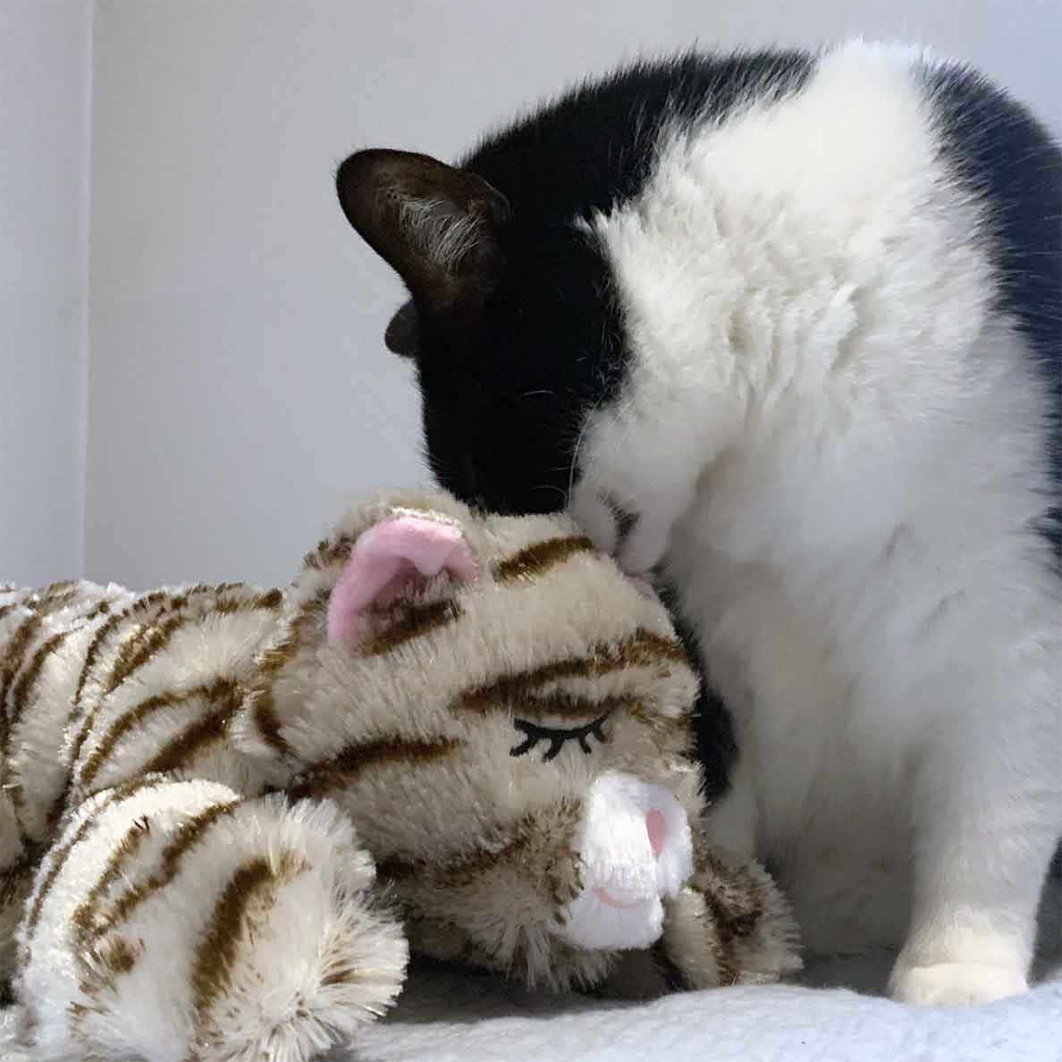 Snuggle Kitty - Image 3