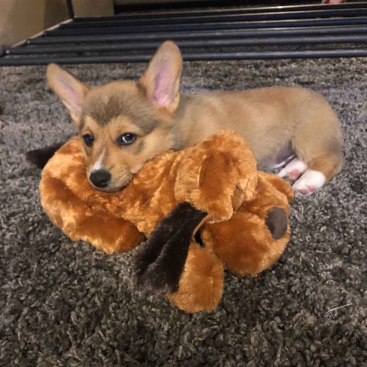 Snuggle Puppy® Replacement Plush - Image 4