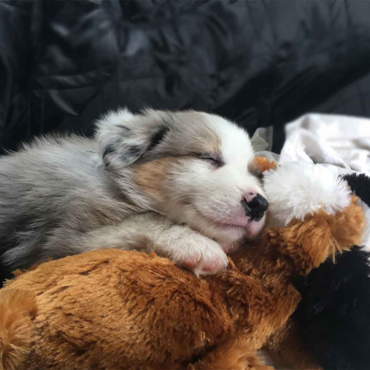 Snuggle Puppy® Replacement Plush - Image 6