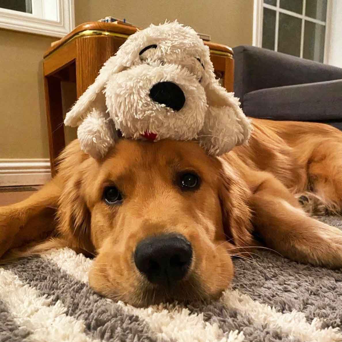 Snuggle Puppy® Replacement Plush - Image 8