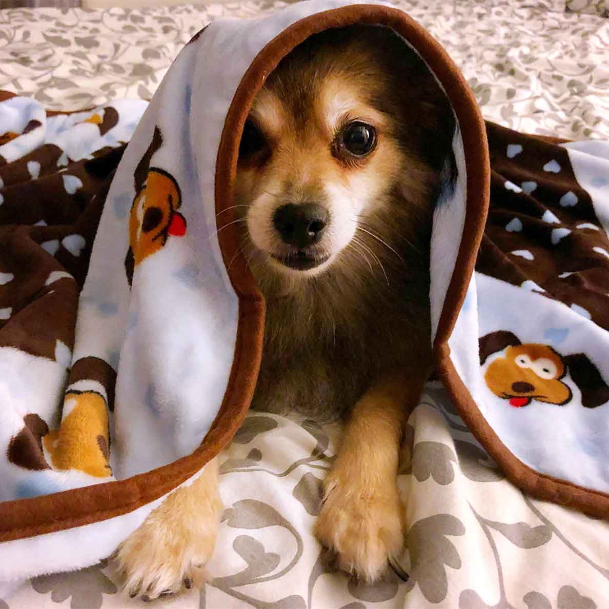 Snuggle Blanket For Pets - Image 11