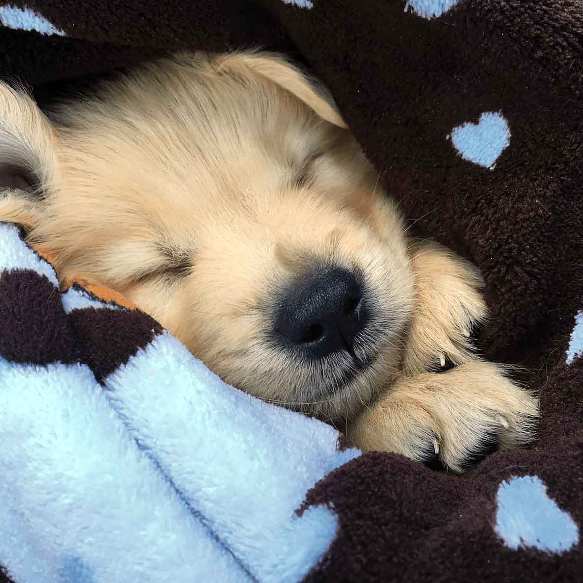 Snuggle Blanket For Pets - Image 3