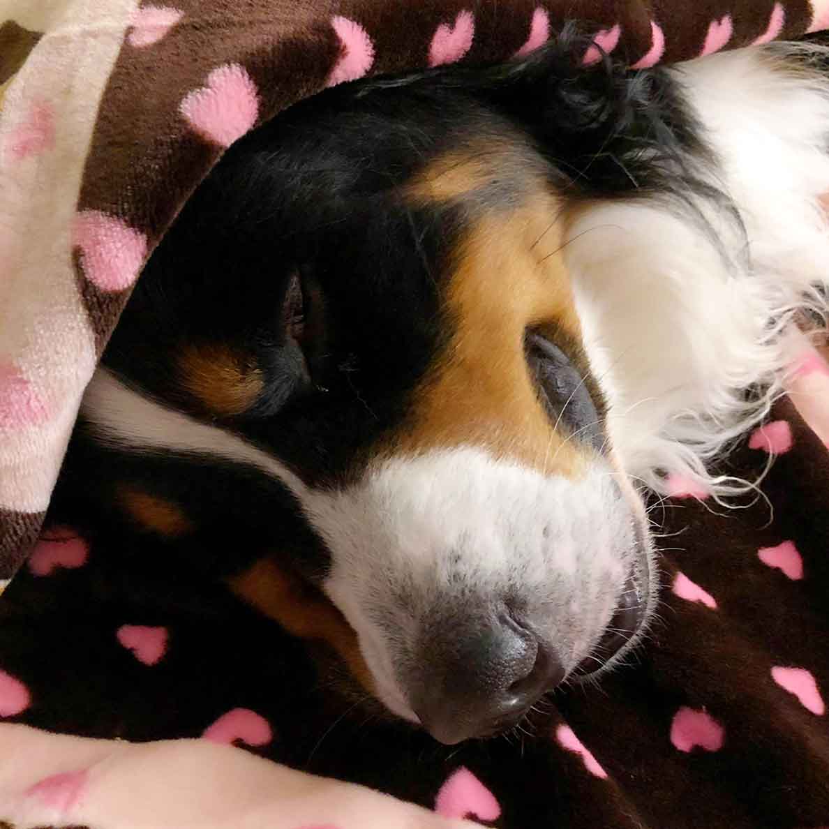 Snuggle Blanket For Pets - Image 5