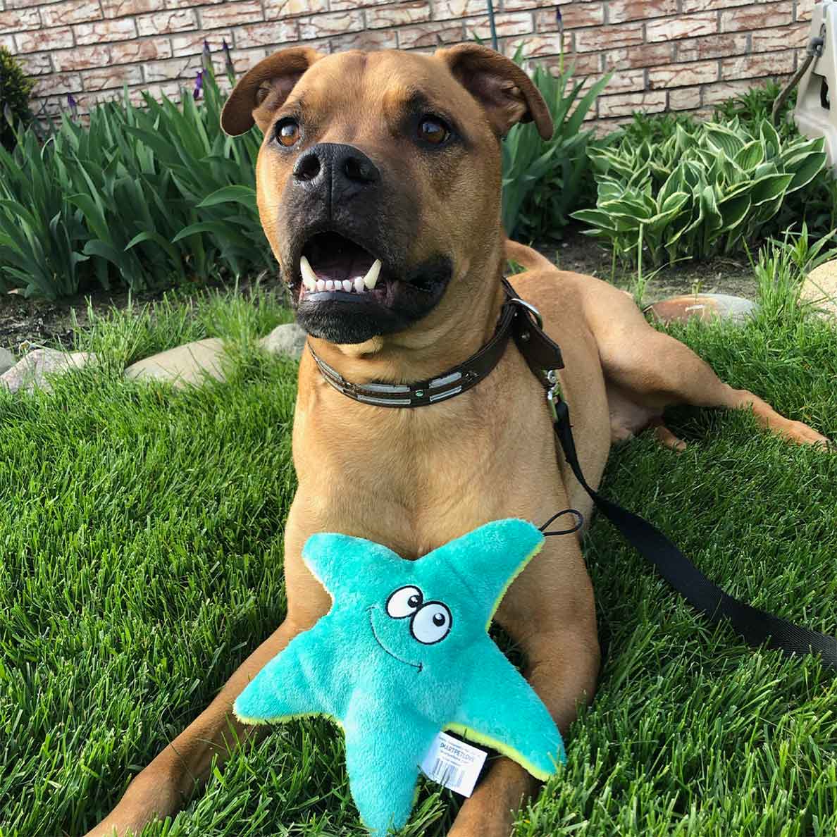Squeaky Starfish - Image 3