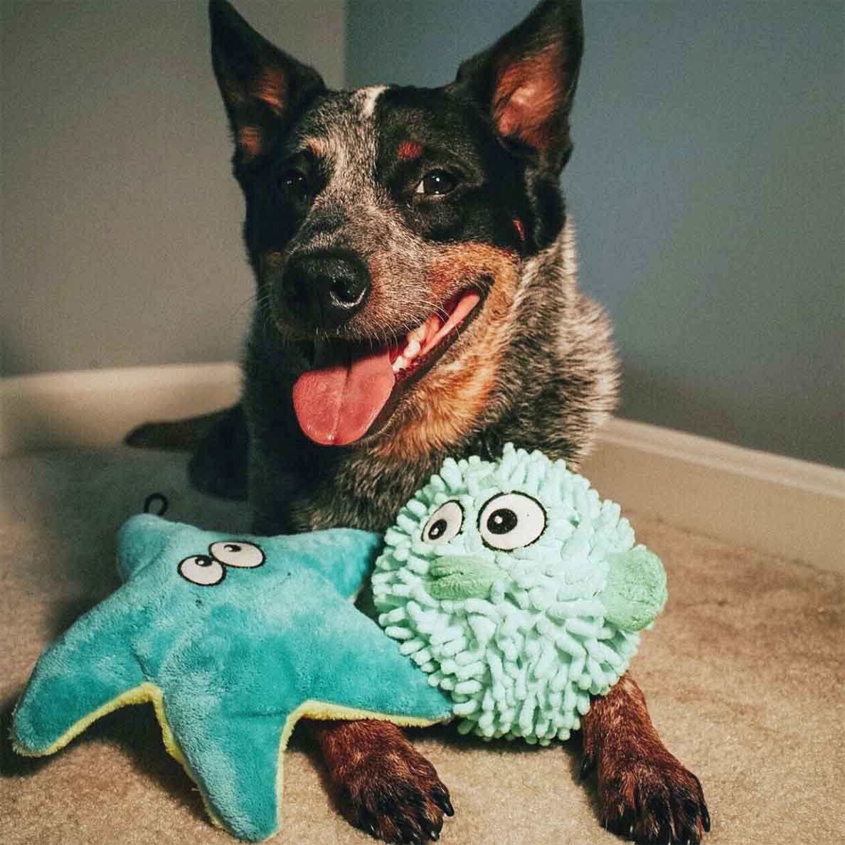 Squeaky Starfish - Image 5
