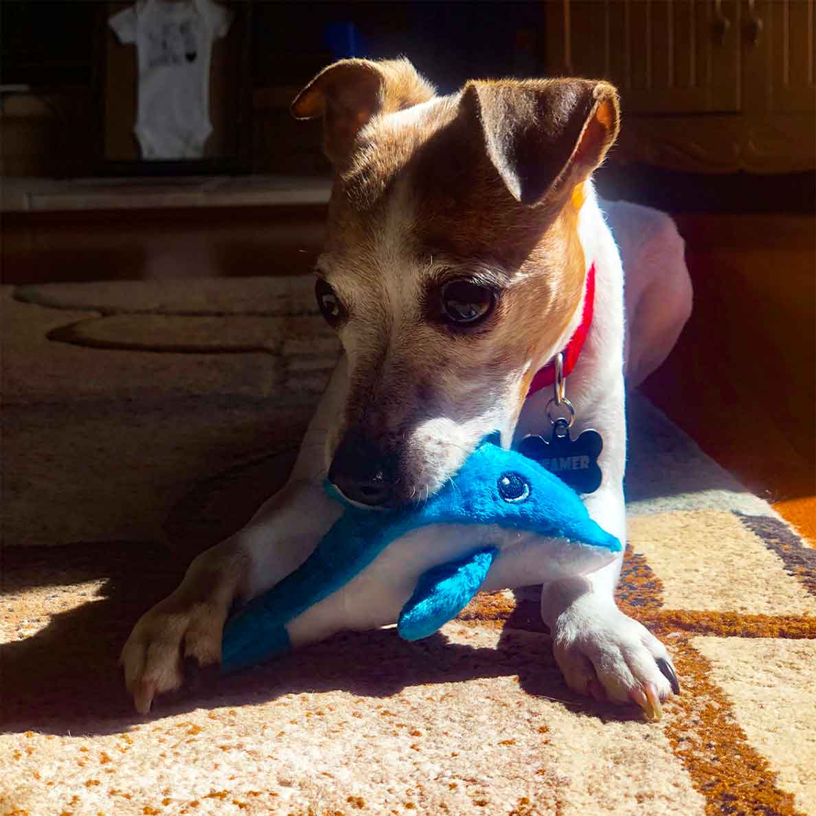 Tiny Blue Dolphin - Image 5