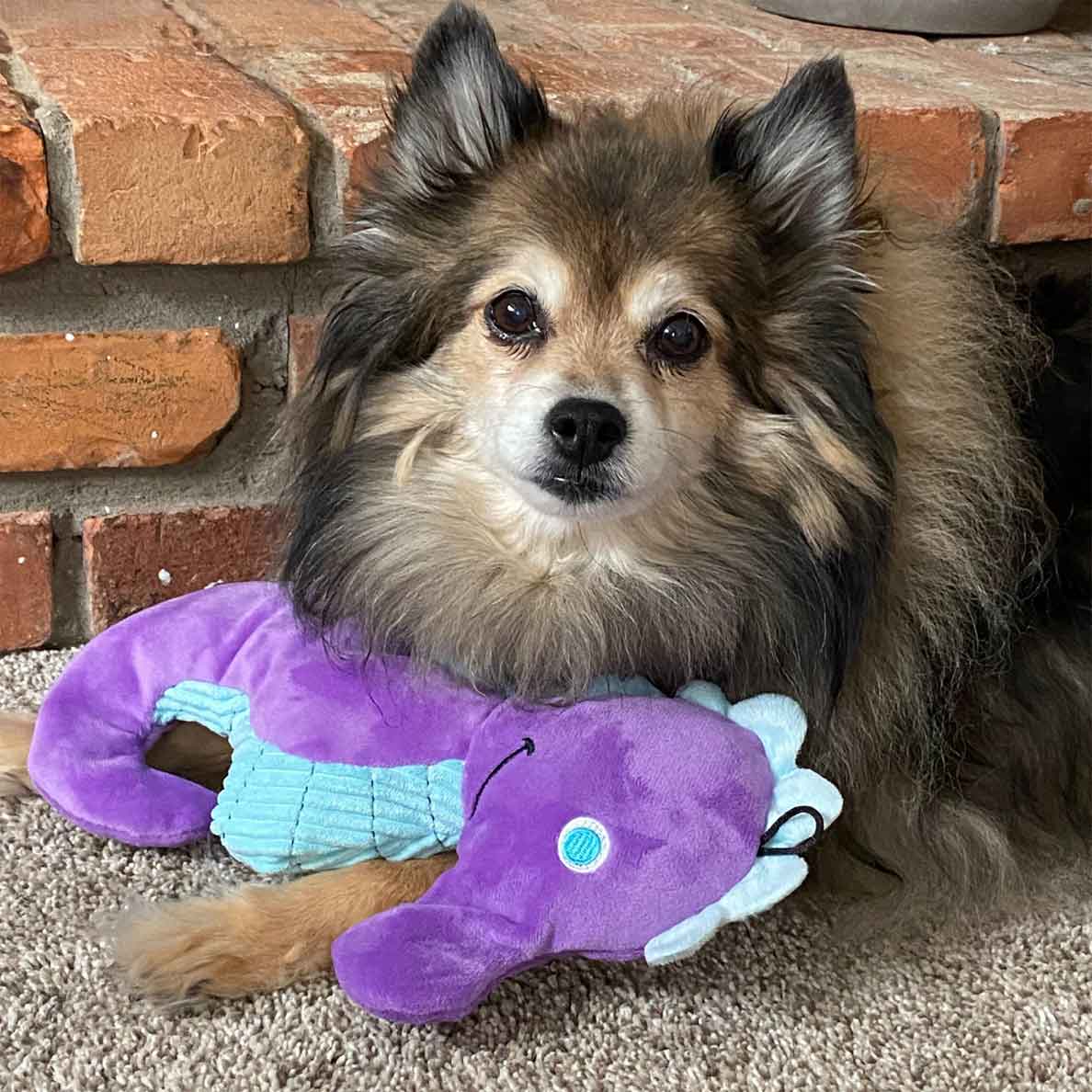 Purple Crinkle Seahorse - Image 3