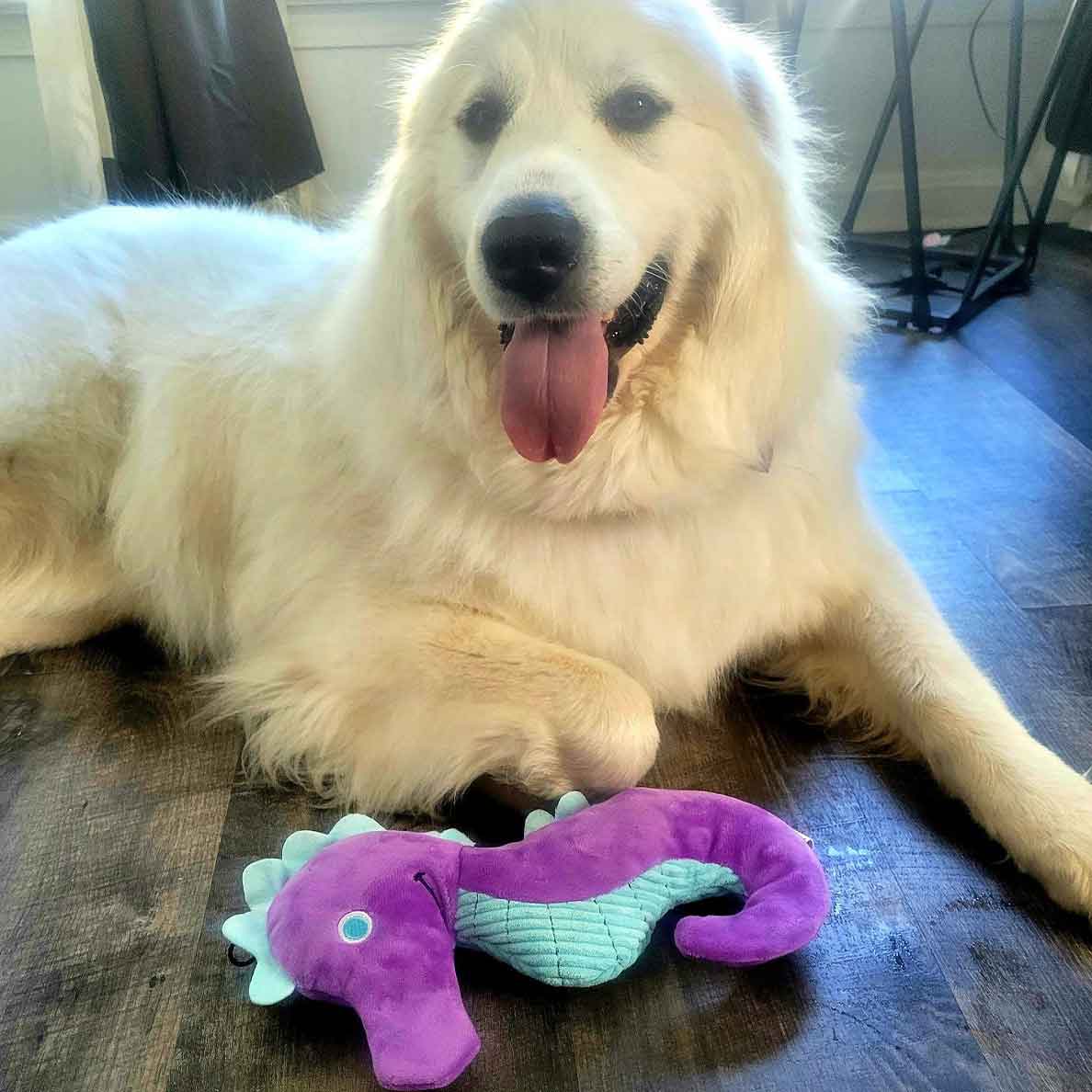 Purple Crinkle Seahorse - Image 5